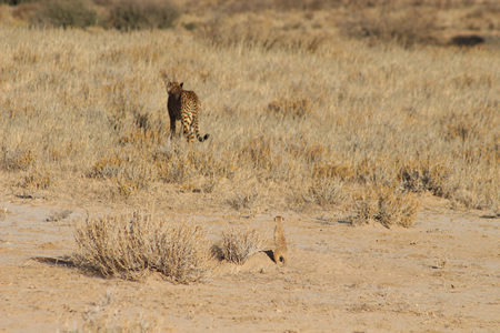 Meerkat and cheetah