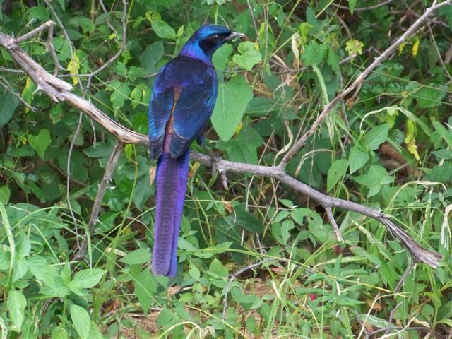 Starling
