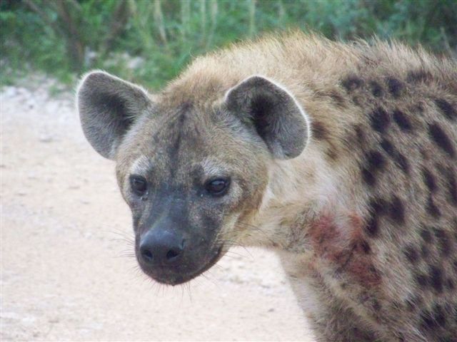Etosha NP