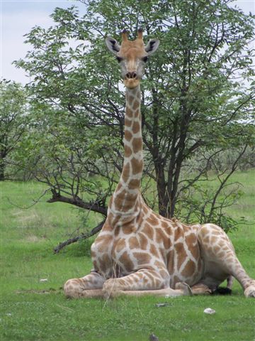 Etosha NP