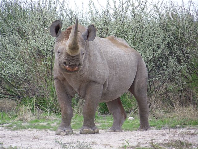 Etosha NP