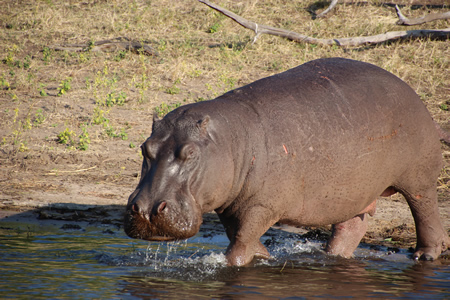 Hippo